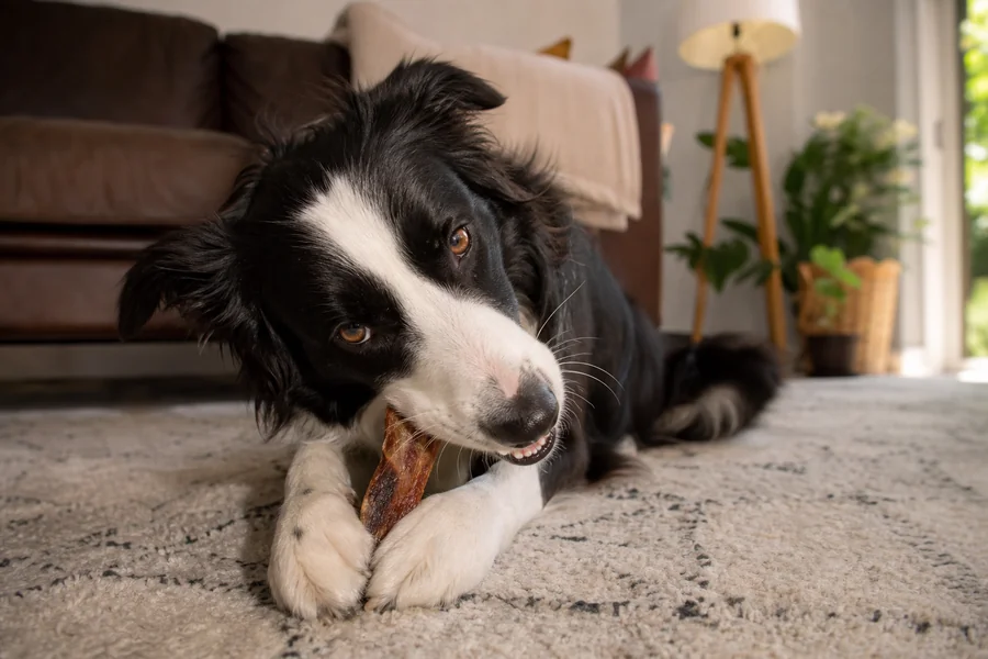 Dog enjoying natural chew treat photo 1