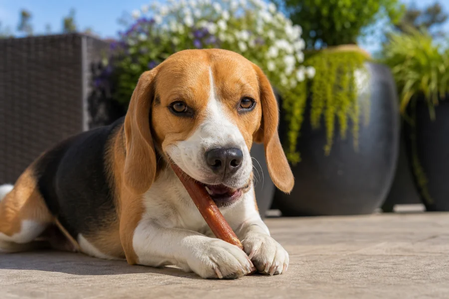 Dog enjoying natural chew treat photo 2